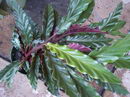  Furry Feather Calathea